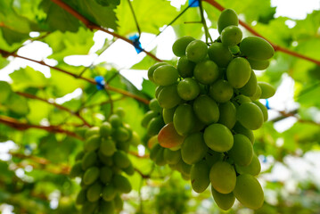 green grapes on the vine