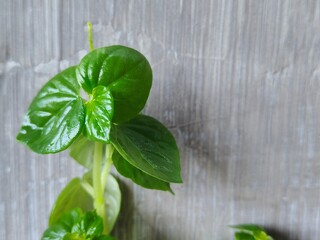 Peperomia pellucida (also known by common names pepper elder, shining bush plant. All parts of this plant are edible, but it is mostly known for its medicinal benefits. This photo is suitable for teac