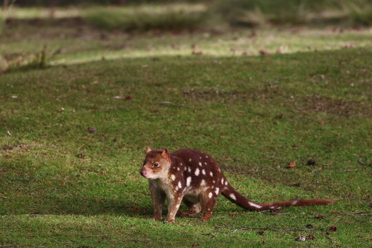 spotted quoll