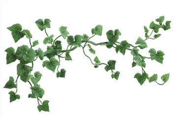 Fototapeta premium Green Vine with Lush Leaves Isolated on White Background