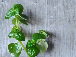 Peperomia pellucida (also known by common names pepper elder, shining bush plant. All parts of this plant are edible, but it is mostly known for its medicinal benefits. This photo is suitable for teac