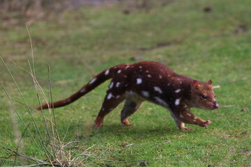 spotted quoll