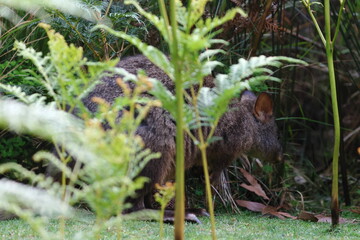 pademelon