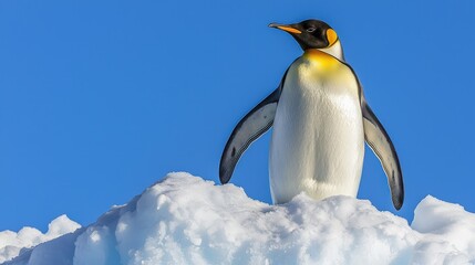 Obraz premium Majestic Emperor Penguin Standing Proudly on Snowy Ice Landscape