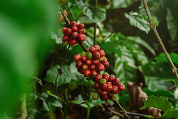 Ripe Coffee Cherries on a Coffee Plant in a Lush Green Plantation