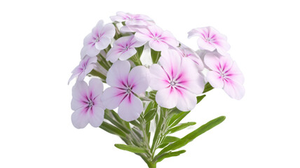 phlox