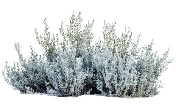 Sagebrush shrub, transparent background, isolated on the edges, cutout PNG