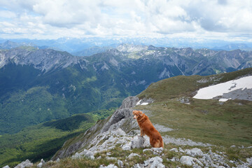 A dog Nova Scotia Duck Tolling Retriever stands on a rocky cliff, gazing at the expansive alpine...