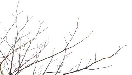 Obraz premium Delicate, bare branches isolated against a pure white backdrop, nature photography, simple