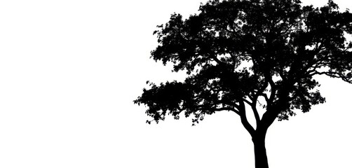 Single, majestic tree silhouetted against a pure white backdrop, trunk, summer