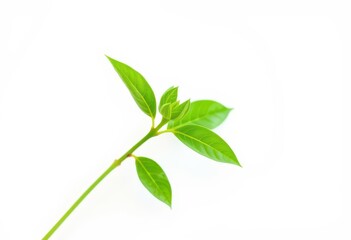 Fototapeta premium Single vibrant green plant, isolated on pure white backdrop, macro, stock photo