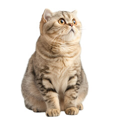 Fototapeta premium cat on transparent background
