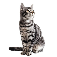 cat on transparent background