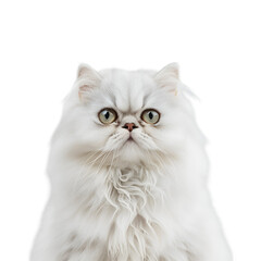 cat on transparent background