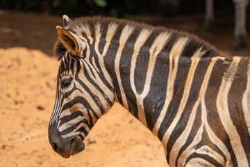 zebra wild life Africa safari eating 
