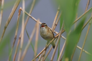 sedge warbler