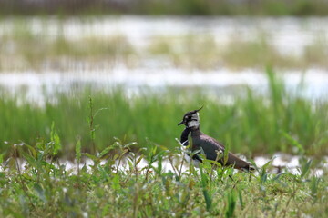 lapwing