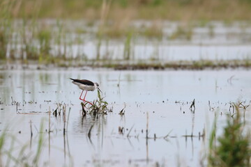 pied stilt