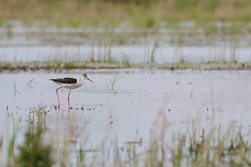 pied stilt