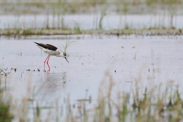 pied stilt