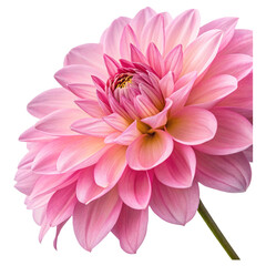 Obraz premium pink dahlia isolated on white