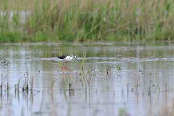 pied stilt