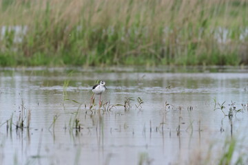 pied stilt