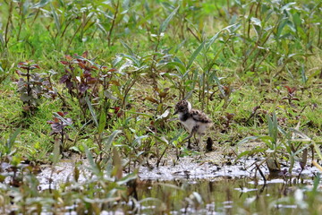 lapwing chick