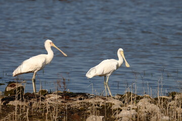 yellow billed spoonbill