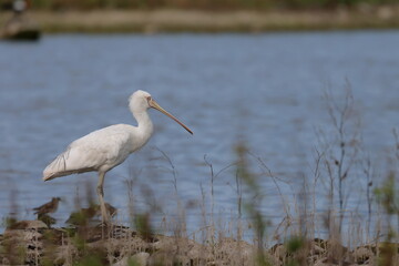 yellow billed spoonbill