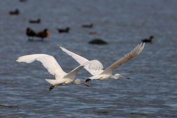 yellow billed spoonbill