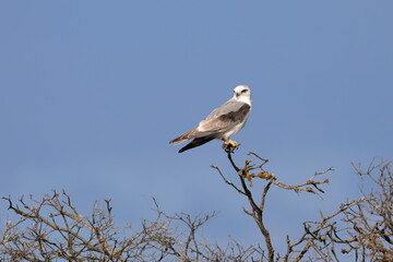 black-shouldered kite