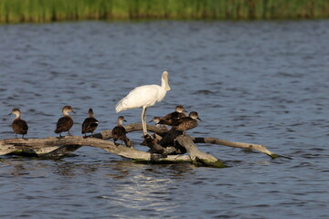 yellow billed spoonbill
