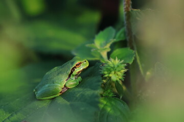 tree frog