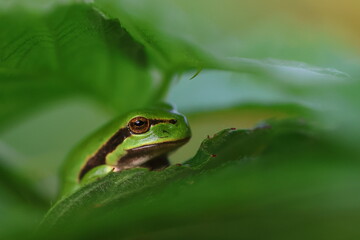 tree frog