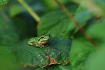 frog