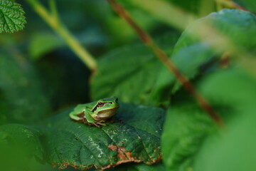 frog