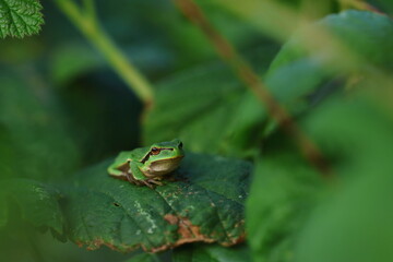 frog