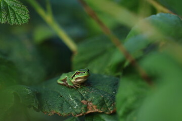 frog