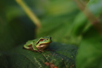 frog