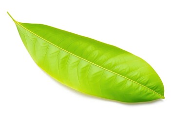 Obraz premium Single leaf, isolated on pure white background, object, brown