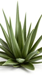 A lush aloe vera plant isolated on pure white, studio shot,white background,leaves