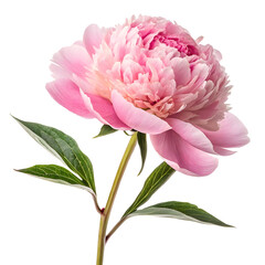 Blooming peony showcasing layers of soft pink petals in spring sunlight