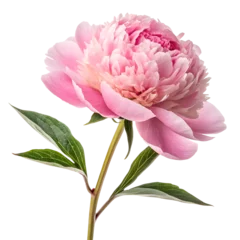 Fotobehang Pioenrozen Blooming peony showcasing layers of soft pink petals in spring sunlight  © Anna