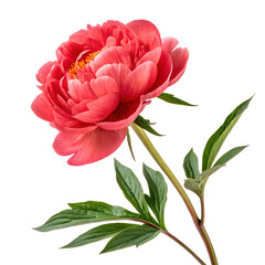 Beautiful coral peony blossom with green leaves and vibrant detail