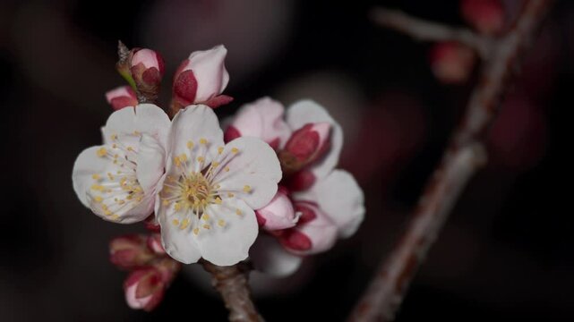Tokyo, Japan - March 3, 2025:  Closeup of Blossoms and buds of white ume or Japanese apricot at night