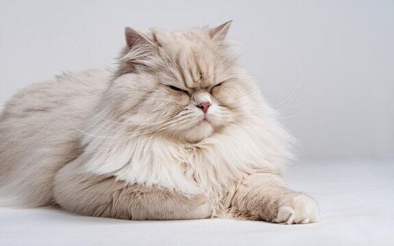 Fluffy cream cat resting on white background