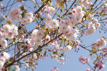 Obraz premium Flower and leaf background pretty natural thing