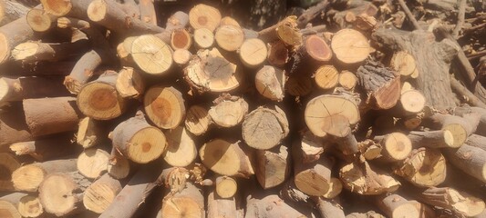 Stacked Firewood Logs with Natural Sunlight and Rustic Texture
