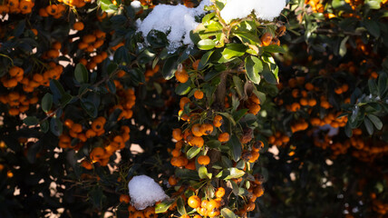 Bright orange fruits cling to branches dusted with snow, creating a stunning contrast in a winter...